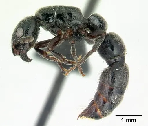 Simopone dignita specimen CASENT0493183 image casent0493183_3