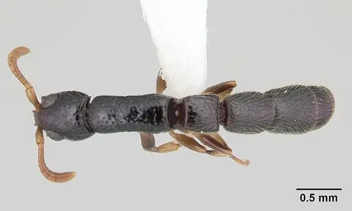 Simopone dryas specimen CASENT0178216 image casent0178216_1