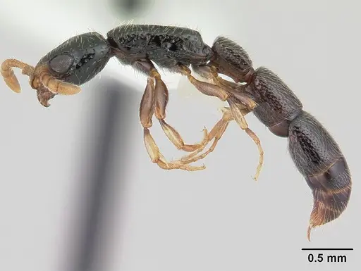 Simopone dryas specimen CASENT0178216 image casent0178216_3