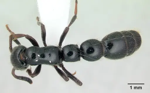 Simopone dux specimen CASENT0004549 image casent0004549_1