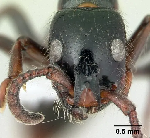 Simopone dux specimen CASENT0004549 image casent0004549_2