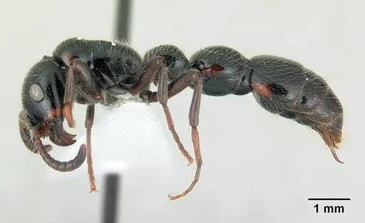 Simopone dux specimen CASENT0004549 image casent0004549_3