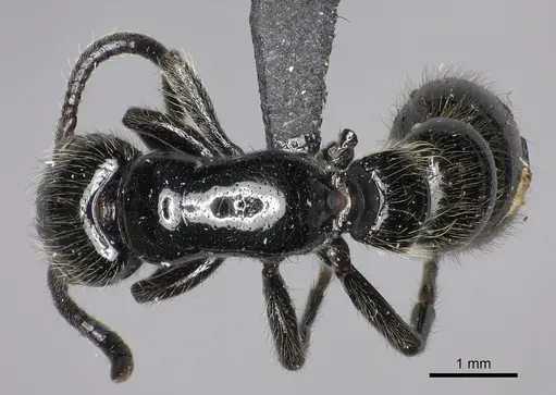 Simopone dux specimen CASENT0004550 image casent0004550_1