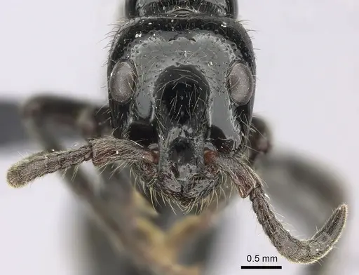 Simopone dux specimen CASENT0004550 image casent0004550_2