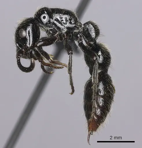 Simopone dux specimen CASENT0004550 image casent0004550_3