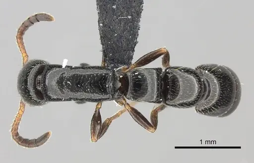 Simopone elegans specimen CASENT0492213 image casent0492213_1