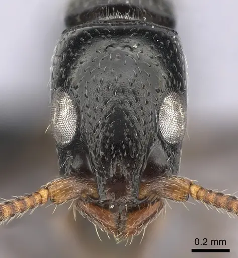 Simopone elegans specimen CASENT0492213 image casent0492213_2