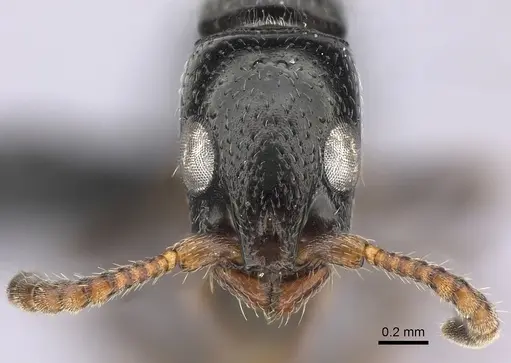 Simopone elegans specimen CASENT0492213 image casent0492213_3