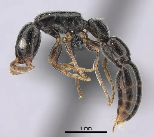Simopone elegans specimen CASENT0492213 image casent0492213_4