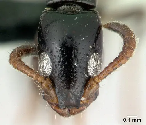 Simopone elegans specimen CASENT0499354 image casent0499354_2