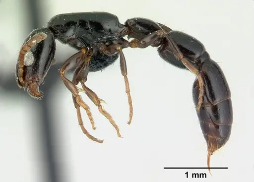 Simopone elegans specimen CASENT0499354 image casent0499354_3