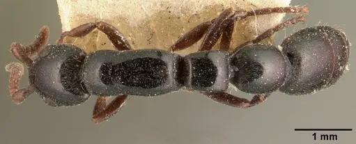 Simopone emeryi specimen CASENT0101966 image casent0101966_1