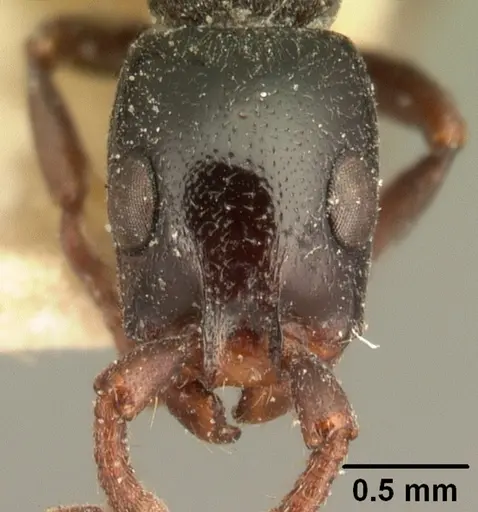 Simopone emeryi specimen CASENT0101966 image casent0101966_2