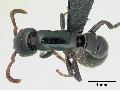 Simopone emeryi specimen CASENT0487286 image casent0487286_1