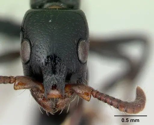 Simopone emeryi specimen CASENT0487286 image casent0487286_2