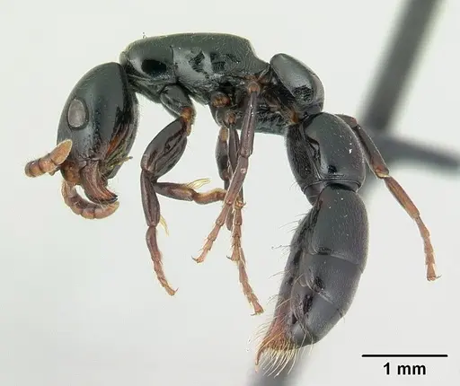 Simopone emeryi specimen CASENT0487286 image casent0487286_3