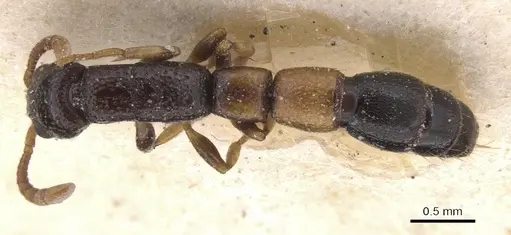 Simopone fulvinodis specimen RMCAENT000017724 image rmcaent000017724_1