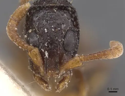 Simopone fulvinodis specimen RMCAENT000017724 image rmcaent000017724_2