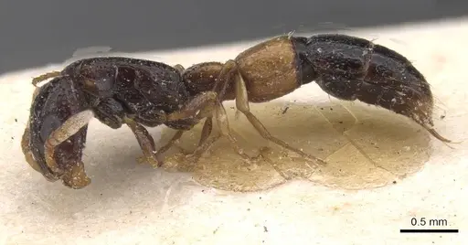 Simopone fulvinodis specimen RMCAENT000017724 image rmcaent000017724_3