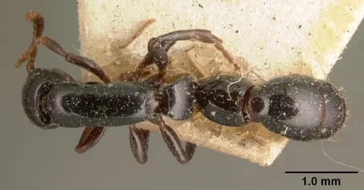 Simopone grandidieri specimen CASENT0101842 image casent0101842_1