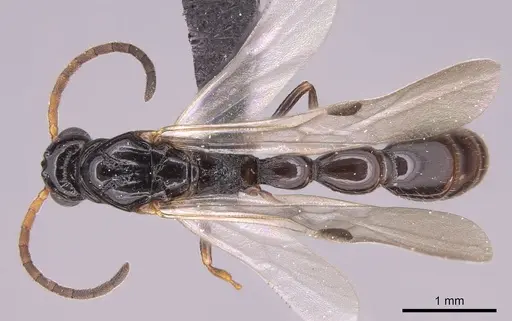 Simopone grandidieri specimen CASENT0148973 image casent0148973_1