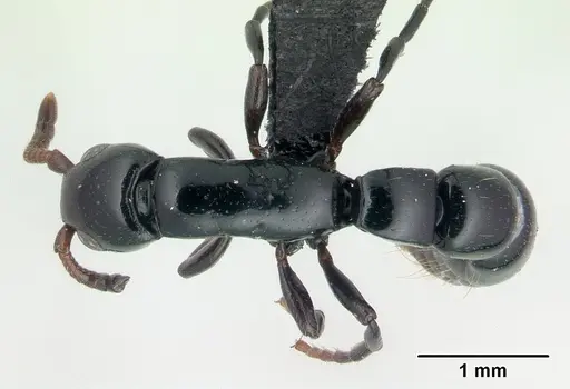 Simopone grandidieri specimen CASENT0486659 image casent0486659_1