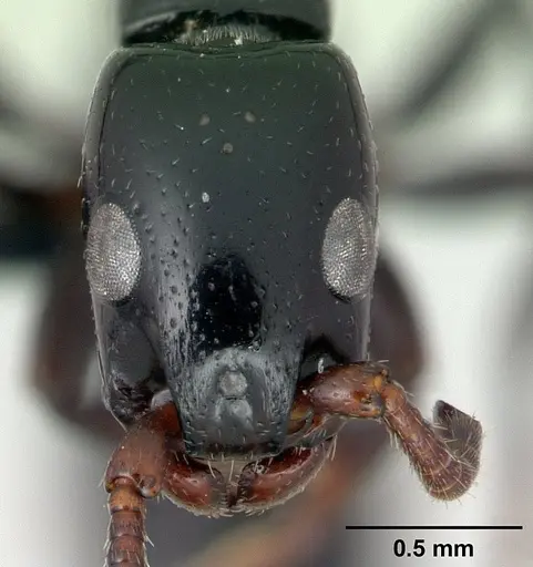 Simopone grandidieri specimen CASENT0486659 image casent0486659_2