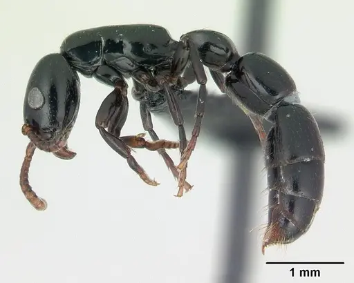 Simopone grandidieri specimen CASENT0486659 image casent0486659_3