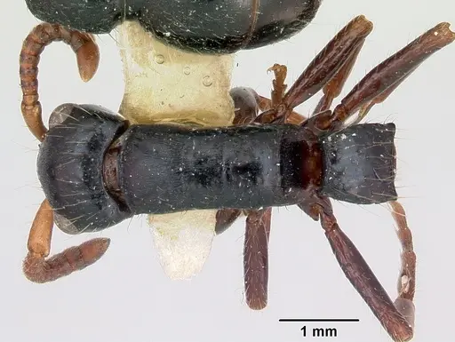 Simopone grandis specimen CASENT0173047 image casent0173047_1