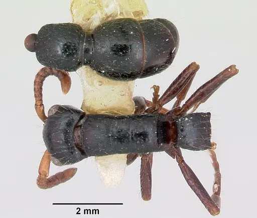 Simopone grandis specimen CASENT0173047 image casent0173047_2