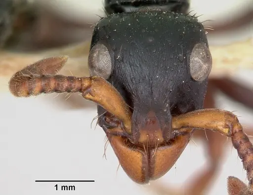 Simopone grandis specimen CASENT0173047 image casent0173047_3