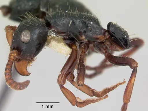 Simopone grandis specimen CASENT0173047 image casent0173047_4