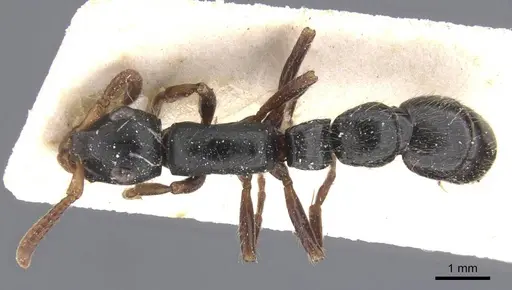 Simopone grandis specimen CASENT0911267 image casent0911267_1