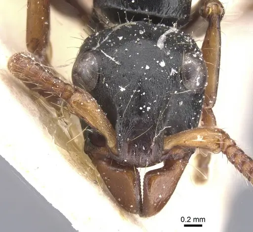 Simopone grandis specimen CASENT0911267 image casent0911267_2