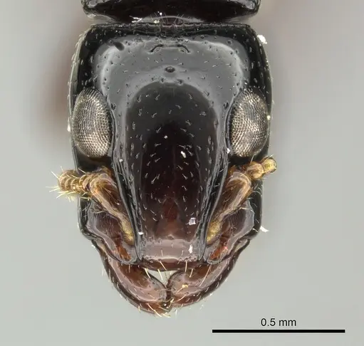 Simopone gressitti specimen CASENT0249114 image casent0249114_2