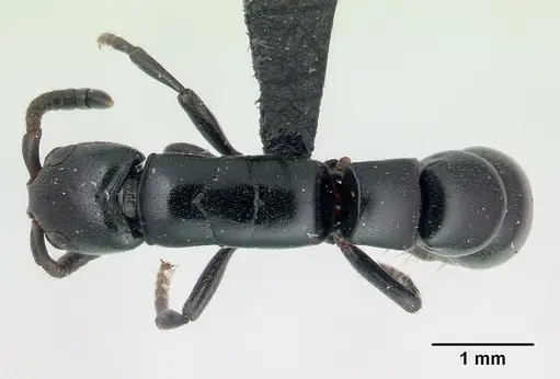Simopone inculta specimen CASENT0410475 image casent0410475_1