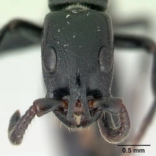 Simopone inculta specimen CASENT0410475 image casent0410475_2