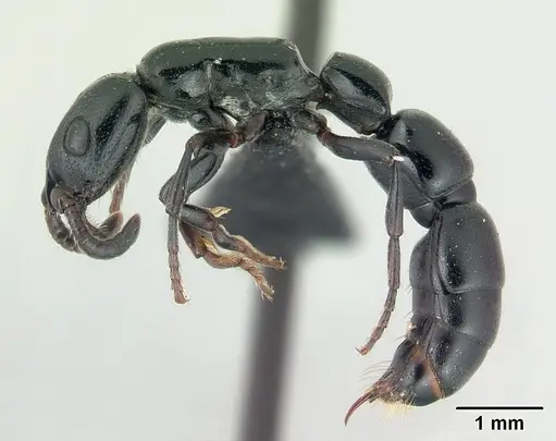 Simopone inculta specimen CASENT0410475 image casent0410475_3