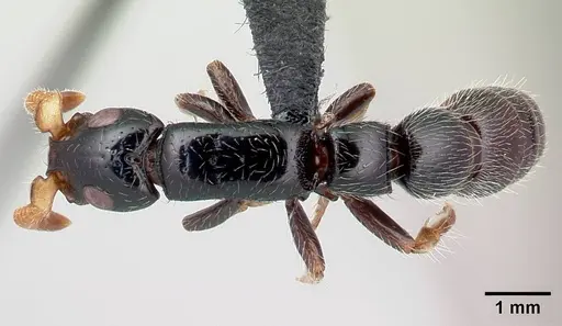 Simopone latiscapa specimen CASENT0004517 image casent0004517_1