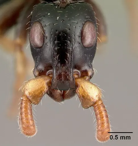 Simopone latiscapa specimen CASENT0004517 image casent0004517_2