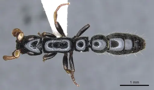 Simopone latiscapa specimen CASENT0902703 image casent0902703_1