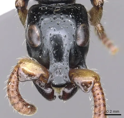 Simopone latiscapa specimen CASENT0902703 image casent0902703_2