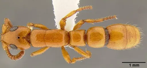 Simopone marleyi specimen CASENT0106075 image casent0106075_1