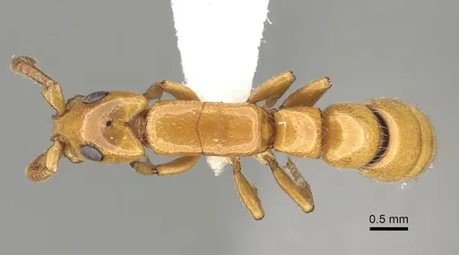 Simopone marleyi specimen CASENT0249324 image casent0249324_1