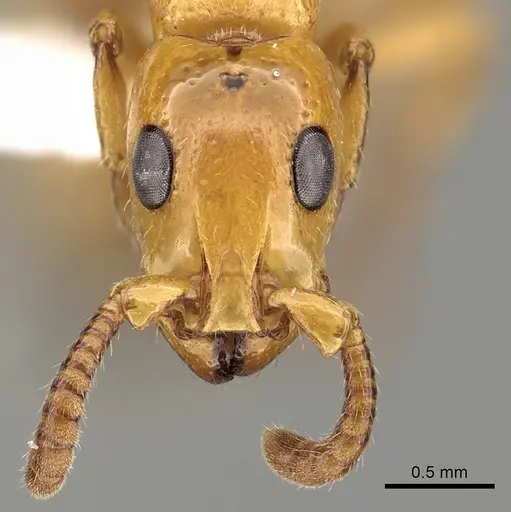 Simopone marleyi specimen CASENT0249324 image casent0249324_2