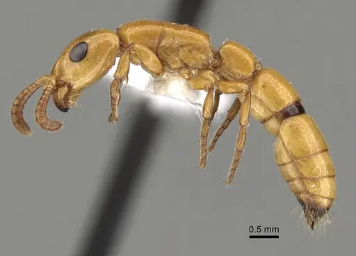 Simopone marleyi specimen CASENT0249324 image casent0249324_3