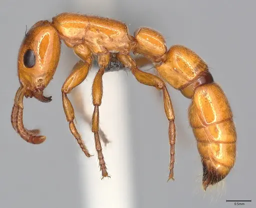 Simopone marleyi specimen CASENT0778484 image casent0778484_2