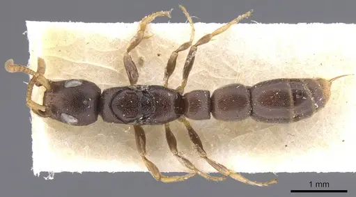 Simopone matthiasi specimen CASENT0911268 image casent0911268_1