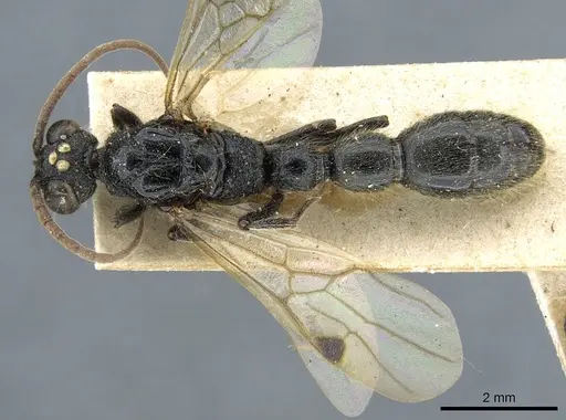 Simopone mayri specimen CASENT0903786 image casent0903786_1