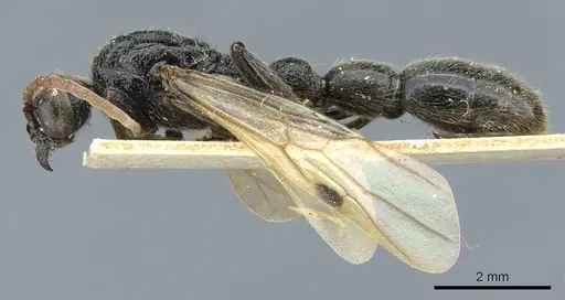 Simopone mayri specimen CASENT0903786 image casent0903786_3